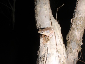 Northern Spring Peeper on a Tree