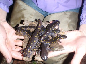 Spotted salamanders getting cosy on Rachel's lap