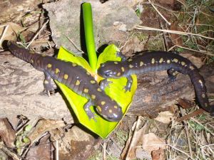 Spotted Salamanders laid against a leaf