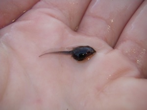 A closer view of one of many tadpoles observed at the restoration site.  Although tiny, we could tell it was a toad tadpole based on the body, coloration, and tail shape.